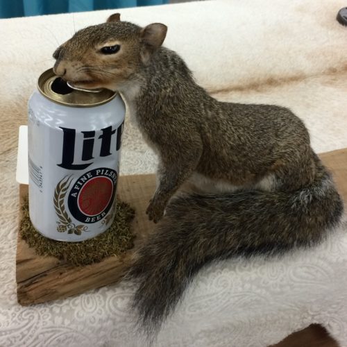 Tipsy Squirrel Drinking