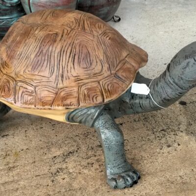 This Mid-sized Turtle Measures 43 Inches Long And Has A Different Shell Style Than Our Larger Turtles.